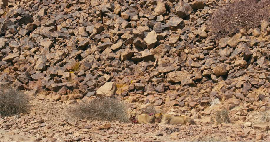 Desert-adapted lions are eating together in the jungle