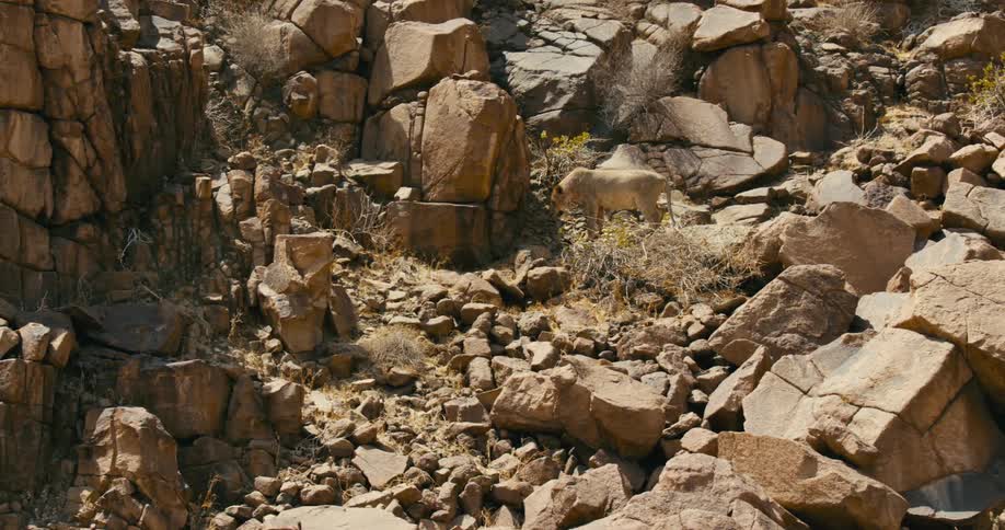 Desert-adapted lioness moves across boulder strewn slope