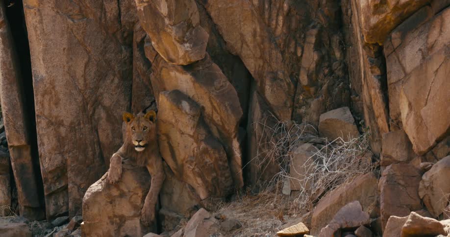 A desert-adapted lone lion rests with its paw dangling downward in the shade of a rocky cliff