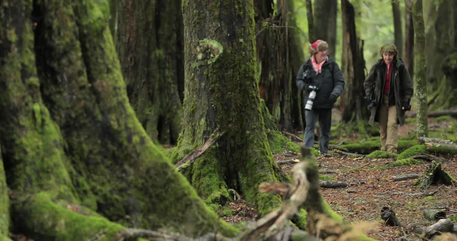 People hike through a forest one is holding a camera