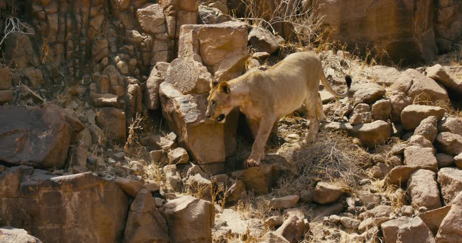 A desert-adapted lioness slowly walking down a rocky slope panting and tongue hanging out a little