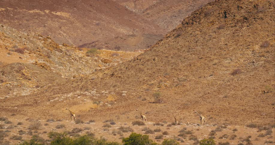 Giraffe walk through a canyon