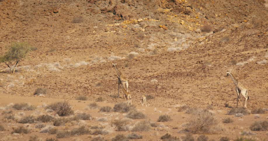 Two giraffes and a pair of calves walk together through the savanna during the day
