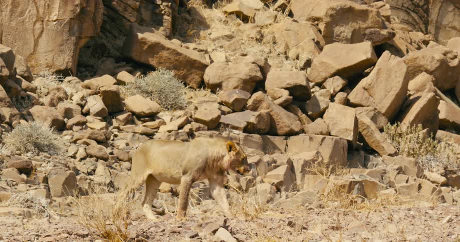 The sun shines upon a desert-adapted lion walking on a rock covered hill along a mountainside and across the ground