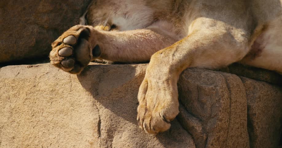 The view is of a desert-adapted lion laying down in the wilderness