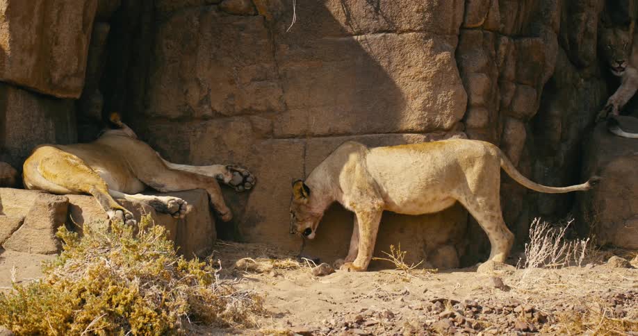 A pride of desert-adapted lion walking around in a canyon
