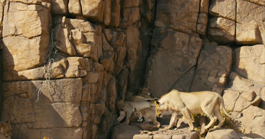 A small pride of desert-adapted lions sleeping in a shady spot near a rock face as another lion slowly walks over