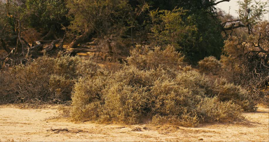 Brambles and bushes in front of trees on desert sand
