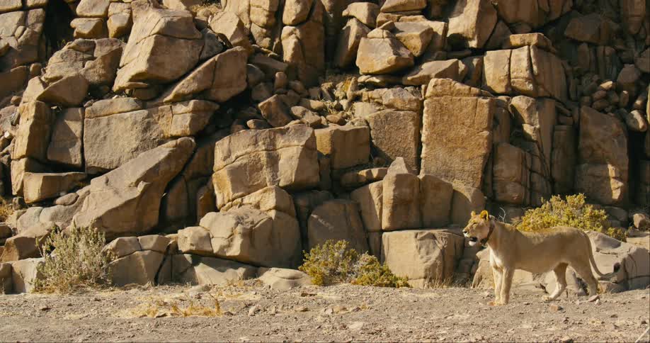 The desert-adapted lion stands by the rocks