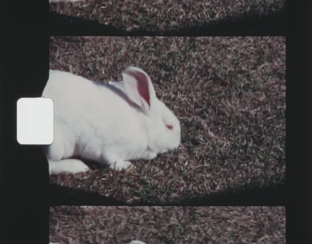 A white albino rabbit eating grass outside