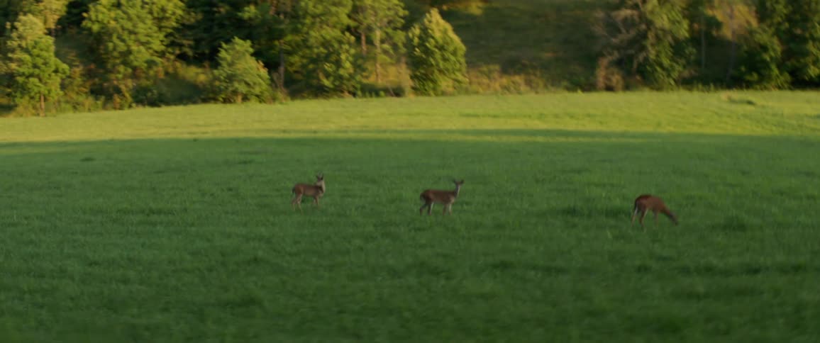 The deer walk on the green field