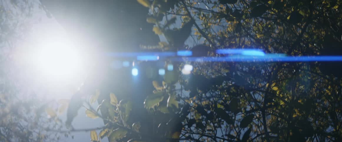 Bright sunlight shines through tall treetops in the woods