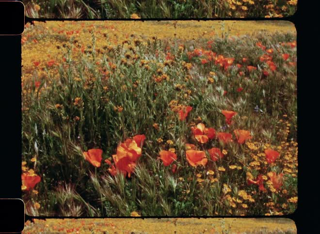 A flower garden filled with numerous yellow flowers the garden radiates vibrancy and showcases the beauty of nature with the blooming flowers