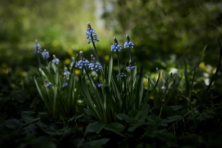 Spring flowers blossoming in a grassy field