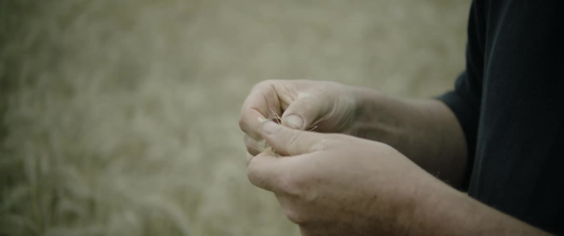 Man standing in wheat field picking strands of wheat examining pulling out seeds
