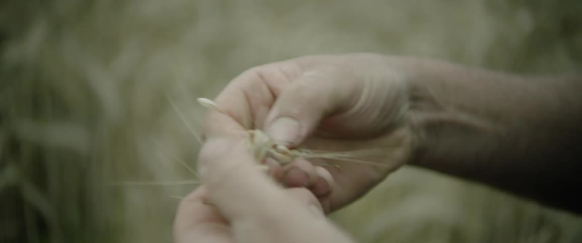 A close up of a persons hands picking seeds out of grass while standing outside