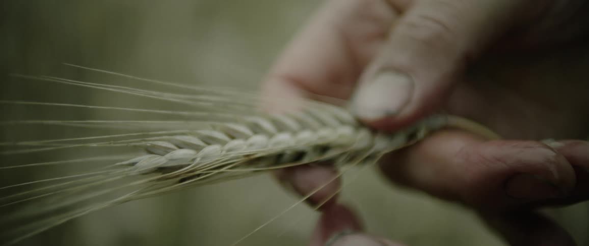 Close up of the dirty hands of a farmer handling a single wheat stalk