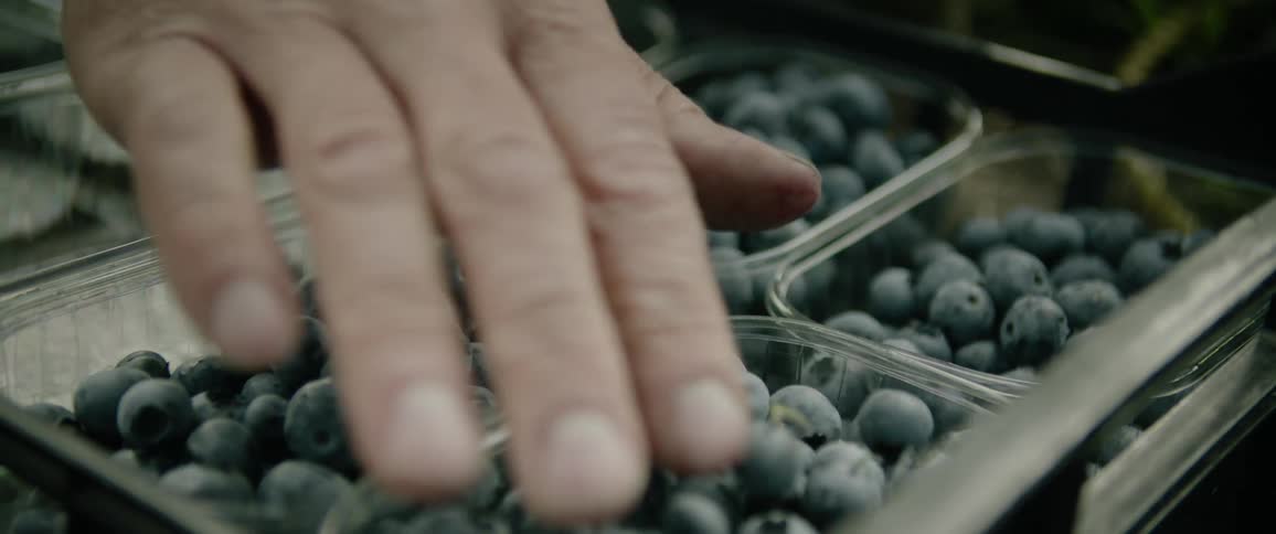 Person smooths and picks through small containers holding blueberries