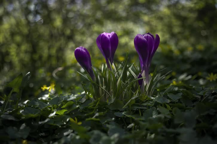 Time lapse of purple flowers growing and blooming in a grassy forest