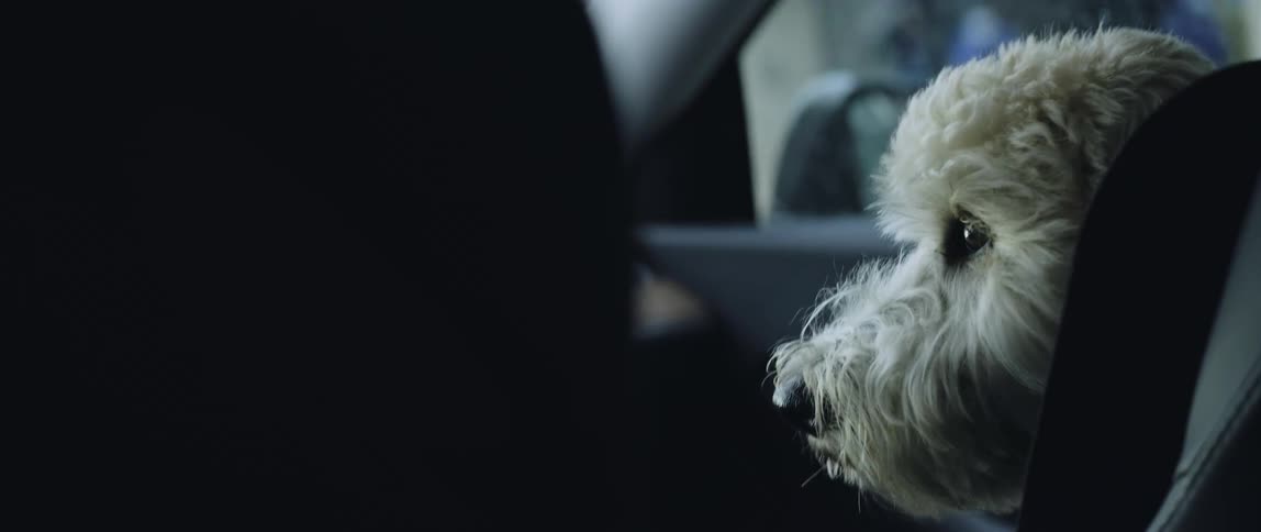 A fluffy white dog looks around from the passenger seat of a car