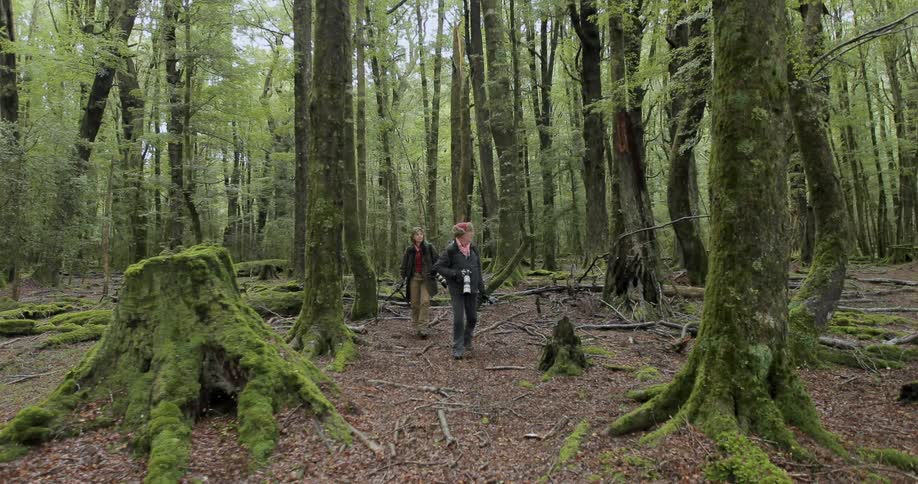 Two people hike along a forest