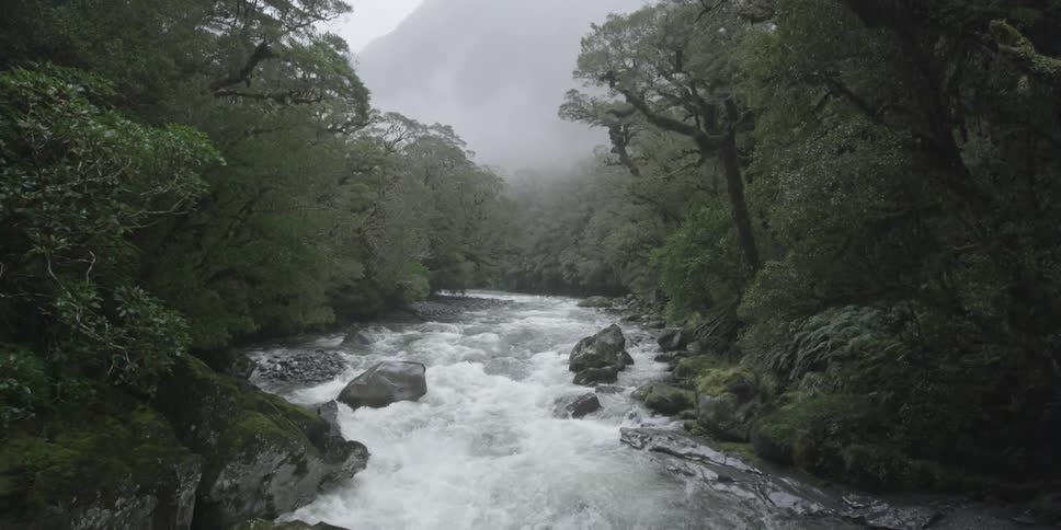 A river through a forest on a foggy day