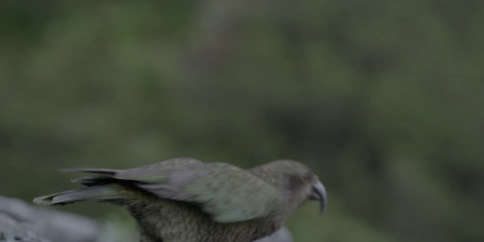 A bird with red wings takes flight