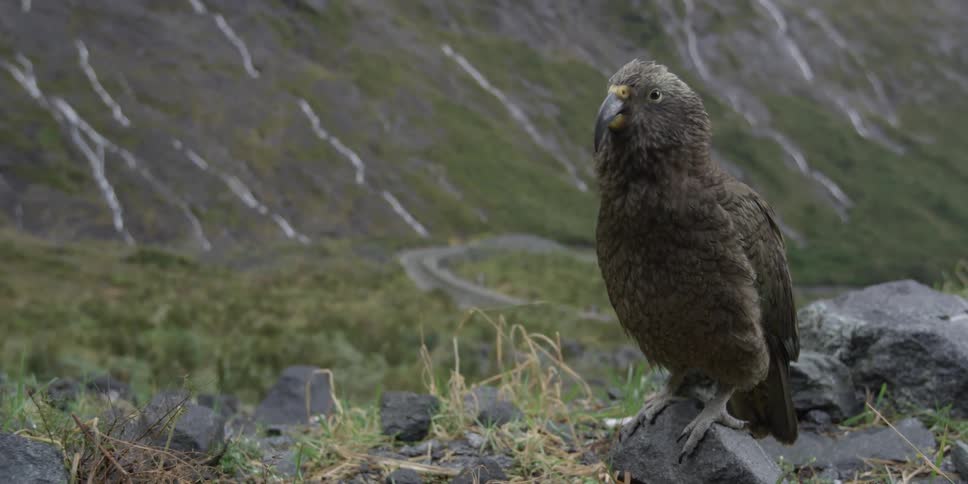 A large bird is on a rock near a mountain