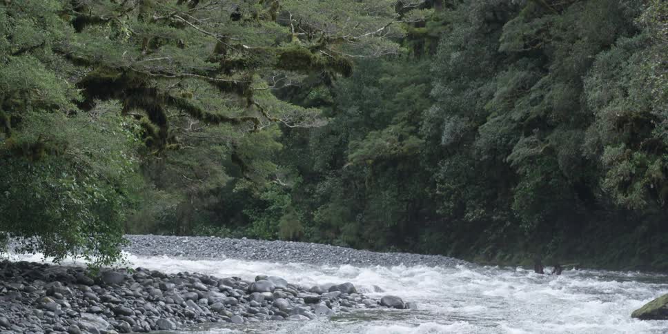 A river cuts through a green forest