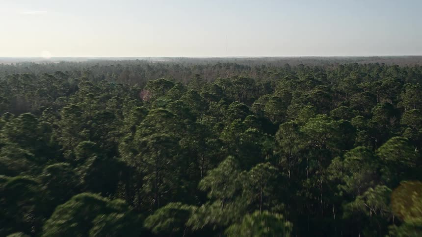 A stunning aerial view of a lively deciduous forest in Florida with the sun rising above it