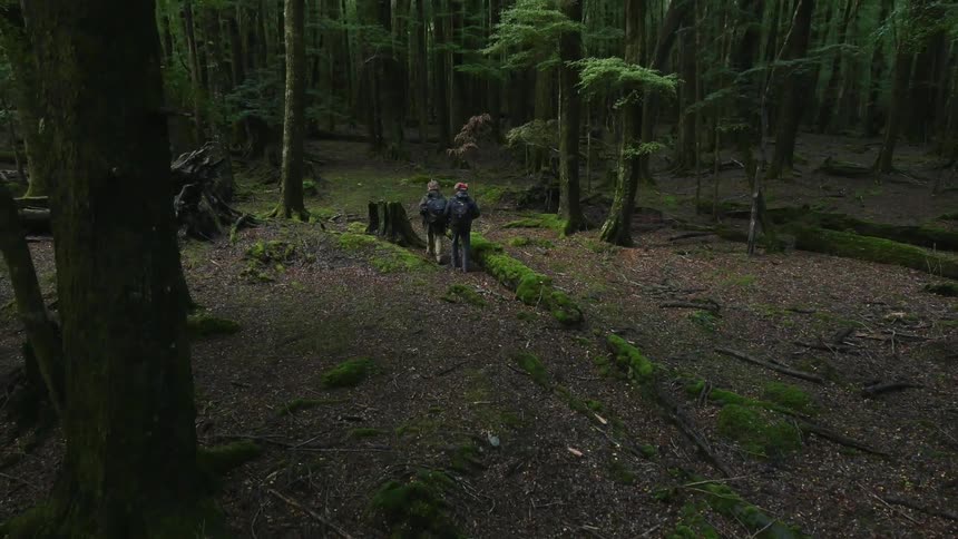 Two people walk through a forest