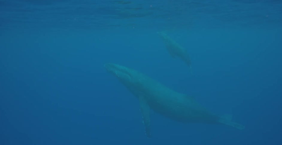 Whales swimming in the ocean