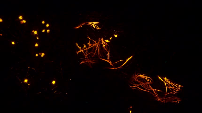 Glowing fireballs move and leave trails of illuminated light behind the trees