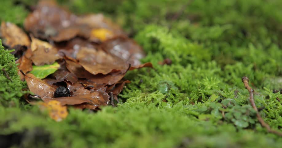 Frost clinging to fallen leaves that are resting in a bed of moss
