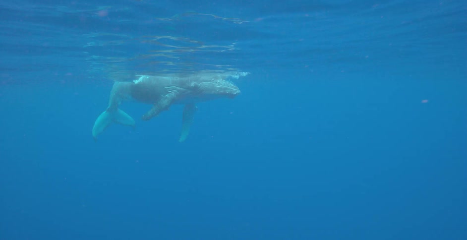 A whale swims to the surface, breaches, and then swims back below the surface