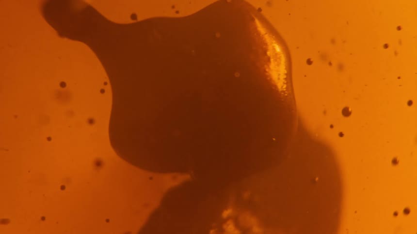 A thick jelly substance floats in liquid