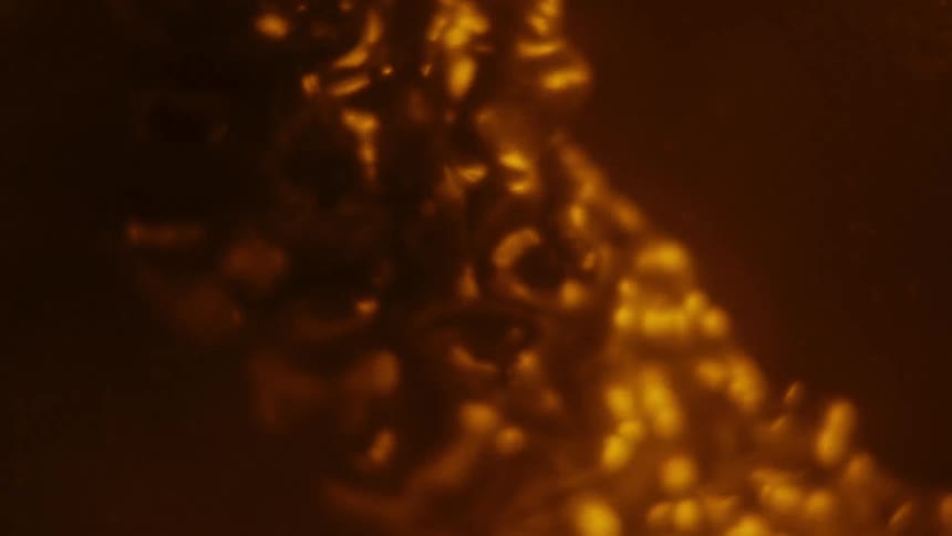 A slimy substance bubbles on the surface