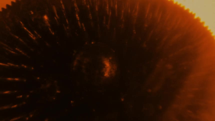 The object in the liquid has spikes