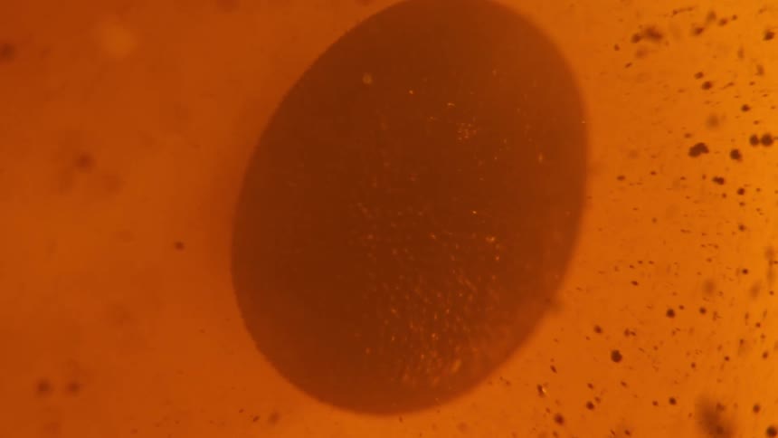 Specks of a viscous substance float and attach to a sludge shape in liquid
