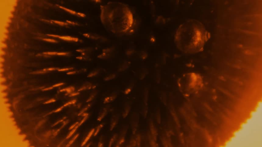 Bubbles pop on spiky mass that creates streaks as it moves in orange medium