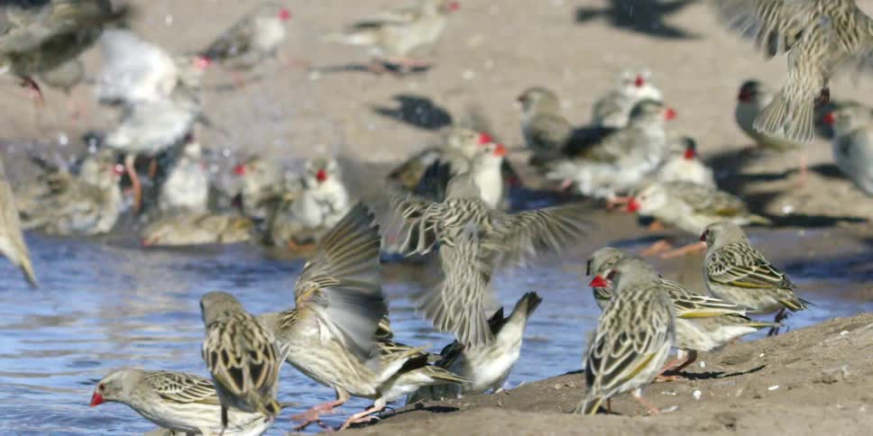 A flock of birds on the shore