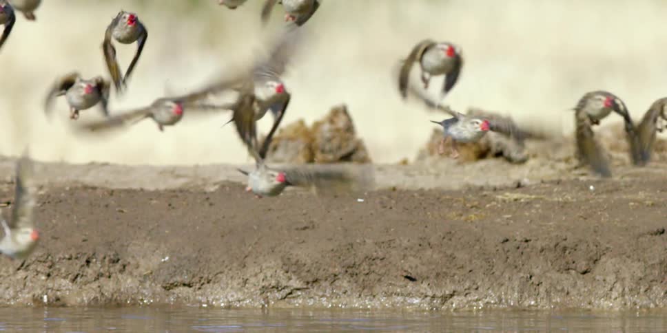 Birds fly over the water on a cloudy day
