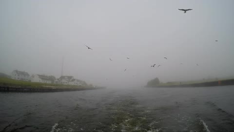 A bird flies over the creek on a cloudy day