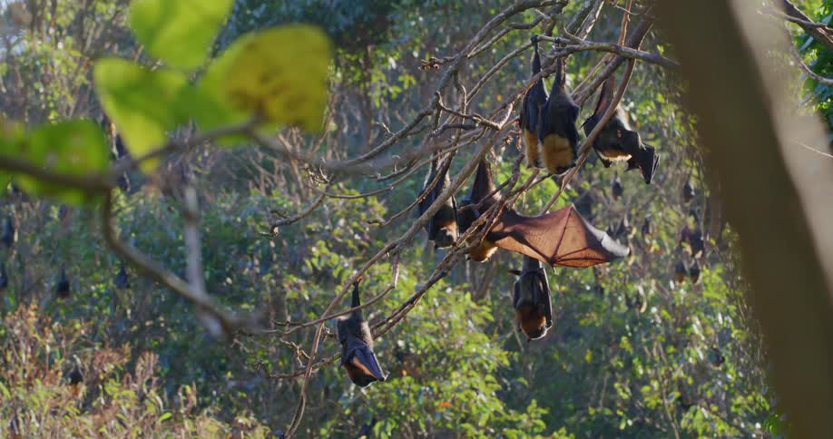 Bats hang upside down from tree in woods