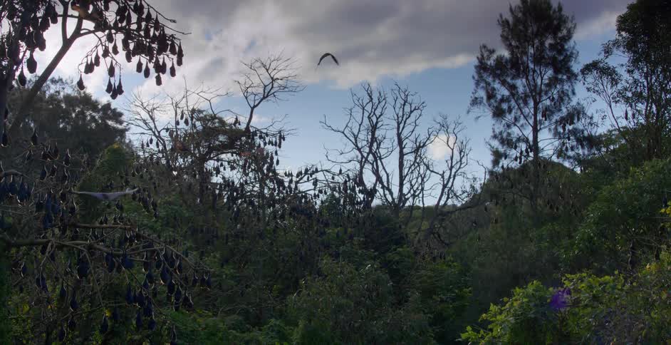 Several bats take flight over a forest