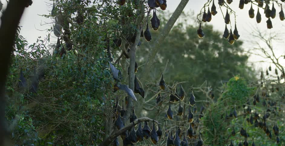 A bat flies through the air before landing on a tree covered in resting bats during the day
