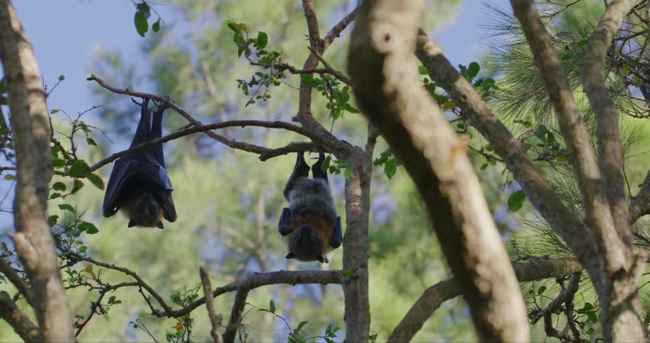 Two bats are hanging upside down on a tree