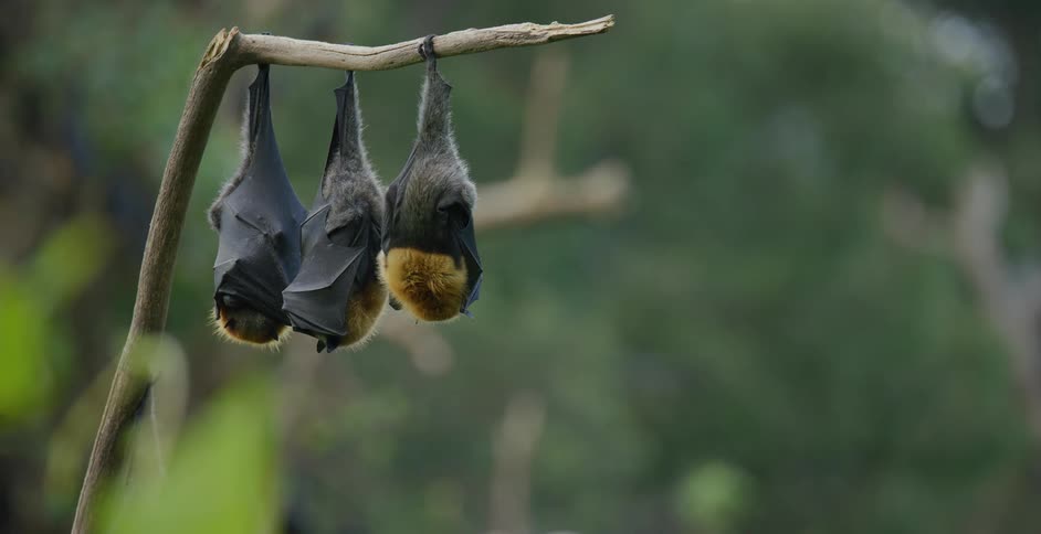 Three bats all hang from a single branch while they sleep outside