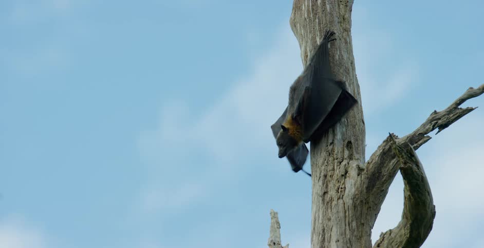A bat is flying from a tree during midday