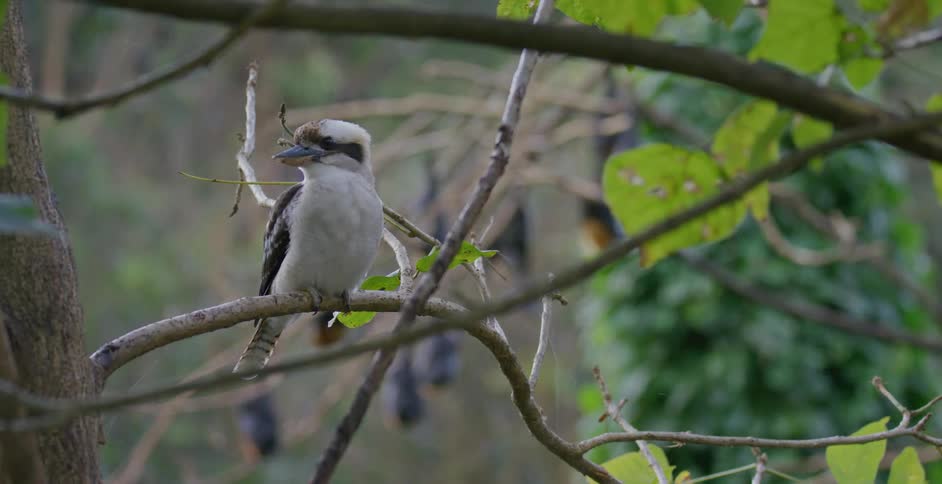 A bird rests on a tree branch